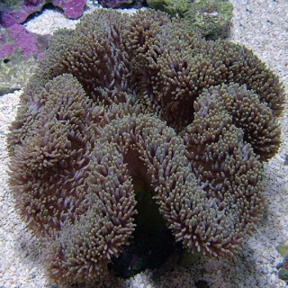 Stichodactyla gigantea