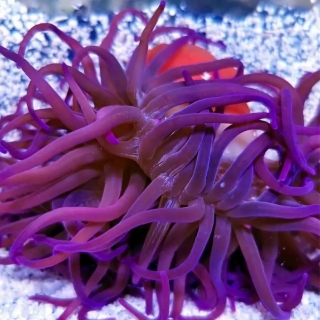 Macrodactyla doreensis Purple