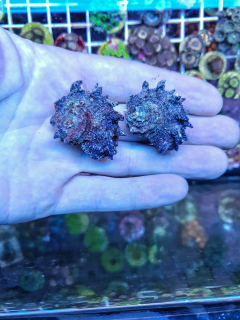Angaria sp.
