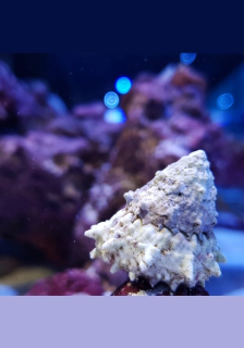 Astralium sp.