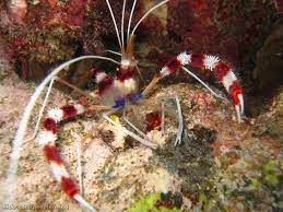 Stenopus hispidus 