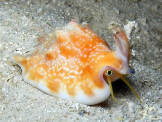 Strombus bulla XL 5cm