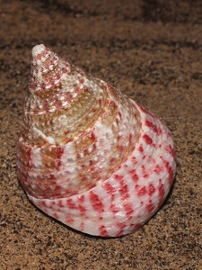 Tectus conus strawberry XL 5cm
