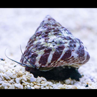 Trochus histrio