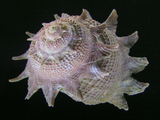 Astrea sp.