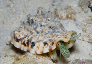 Strombus lentiginosus XL 5cm