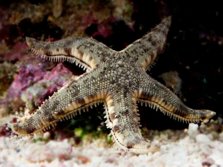 Archaster typicus