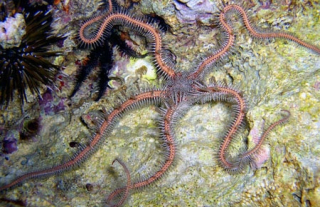 Ophiomastix annulosa