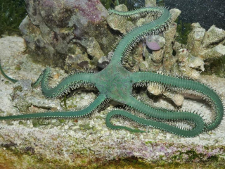Ophiarachna incrassata