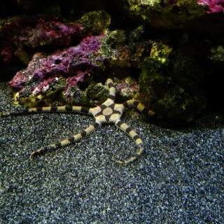 Ophiolepis superba