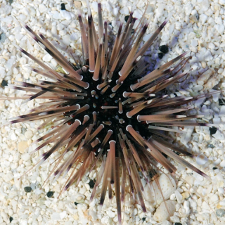 Echinometra mathaei S