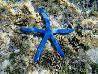 Linckia laevigata