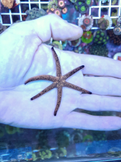 Echinaster luzonicus