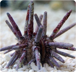 Eucidaris Tribuloides