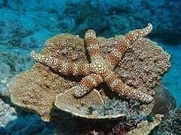 Nardoa tuberculata
