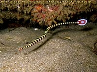 Dunckerocampus dactyliophorus 