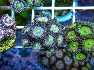 Skittles 