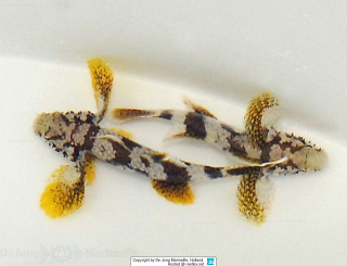 Callogobius hasseltii