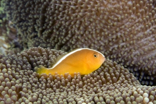 Amphiprion sandaracinos