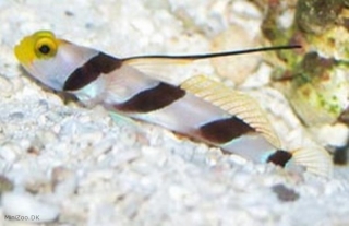 Stonogobiops nematodes