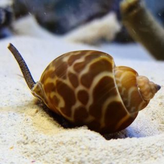 Babylonia zeylanica