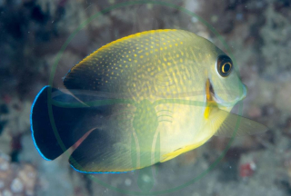Acanthurus chronixis 