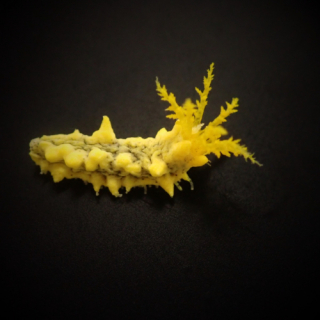 Colochirus robustus