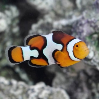 Amphiprion percula Picasso 