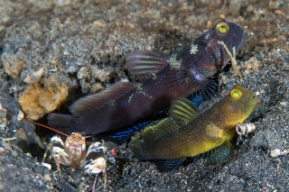 Cryptocentrus fasciatus