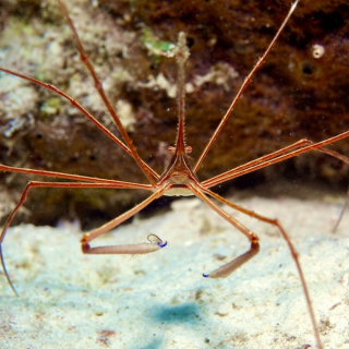 Stenorhynchus seticornis