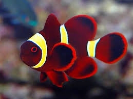 Premnas epigramma