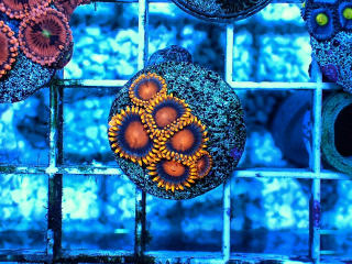 Zoanthus Bam Bam