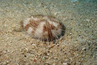 Maretia planulata