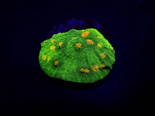 Mycedium (Space Invader)