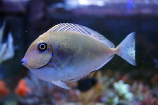 Naso vlamingi