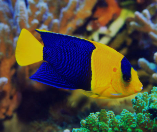 Centropyge bicolor