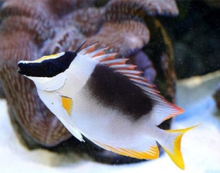Siganus magnificus S 