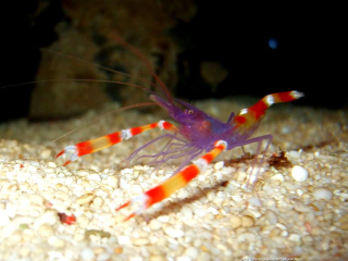 Stenopus tenuirostris 