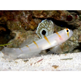 Amblyeleotris randalli