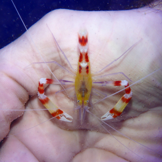 Stenopus cyanoscelis