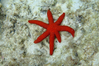 Echinaster luzonicus