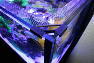 Banana Aquarium Fishguard