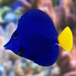 Zebrasoma xanthurum M