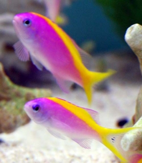 Mirolabrichthys evansi