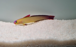 Nemateleotris exquisita pár (rarita)