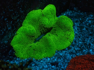 Stichodactyla haddoni