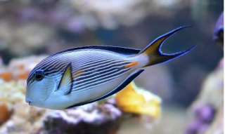 Acanthurus sohal (20cm)