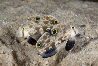 Signigobius biocellatus (pár)