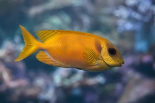 Siganus corallinus