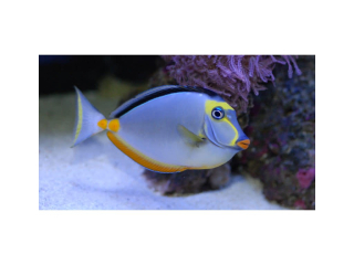 Naso lituratus